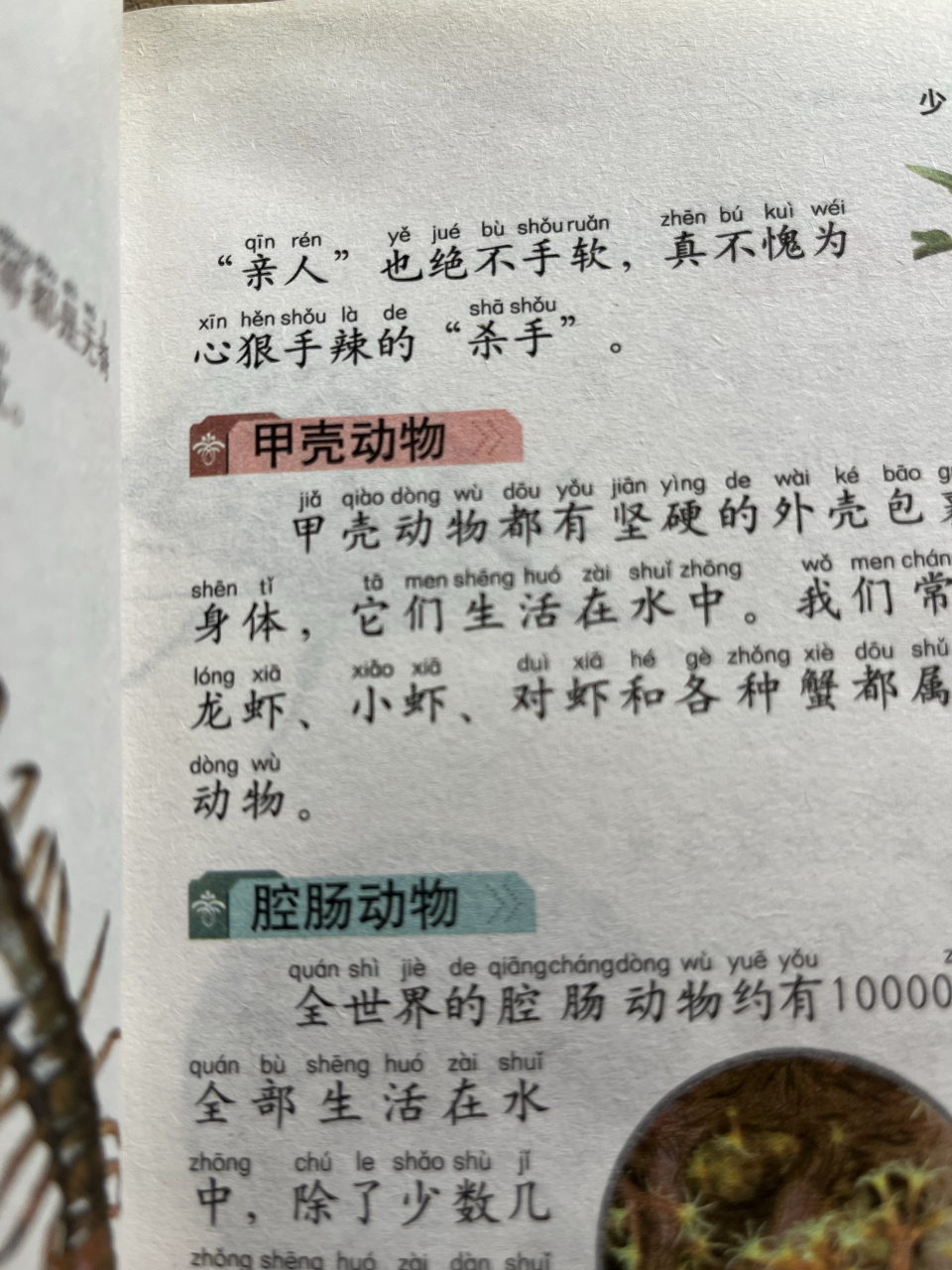 动物两个字的拼音图片