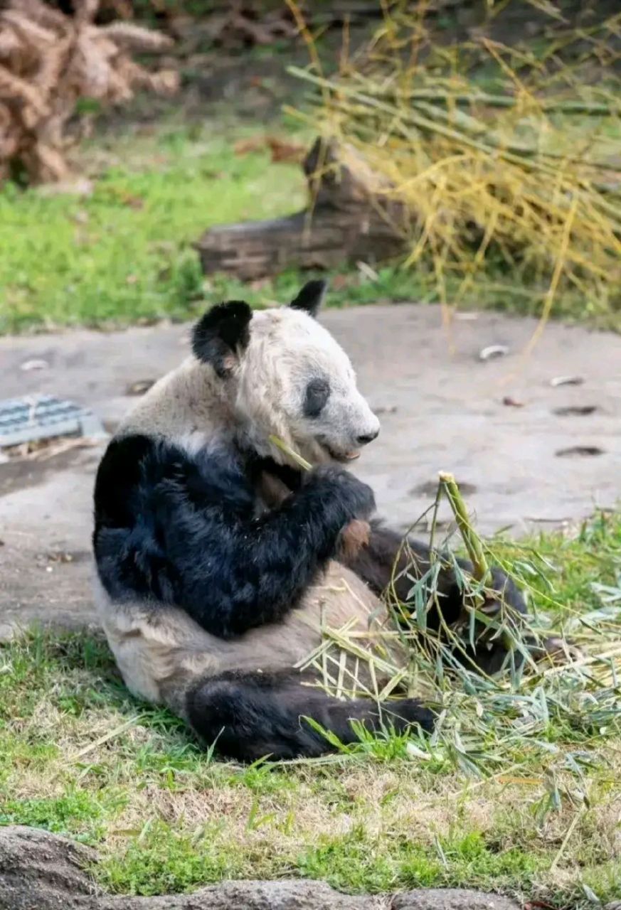 旅美大熊猫丫丫租期图片