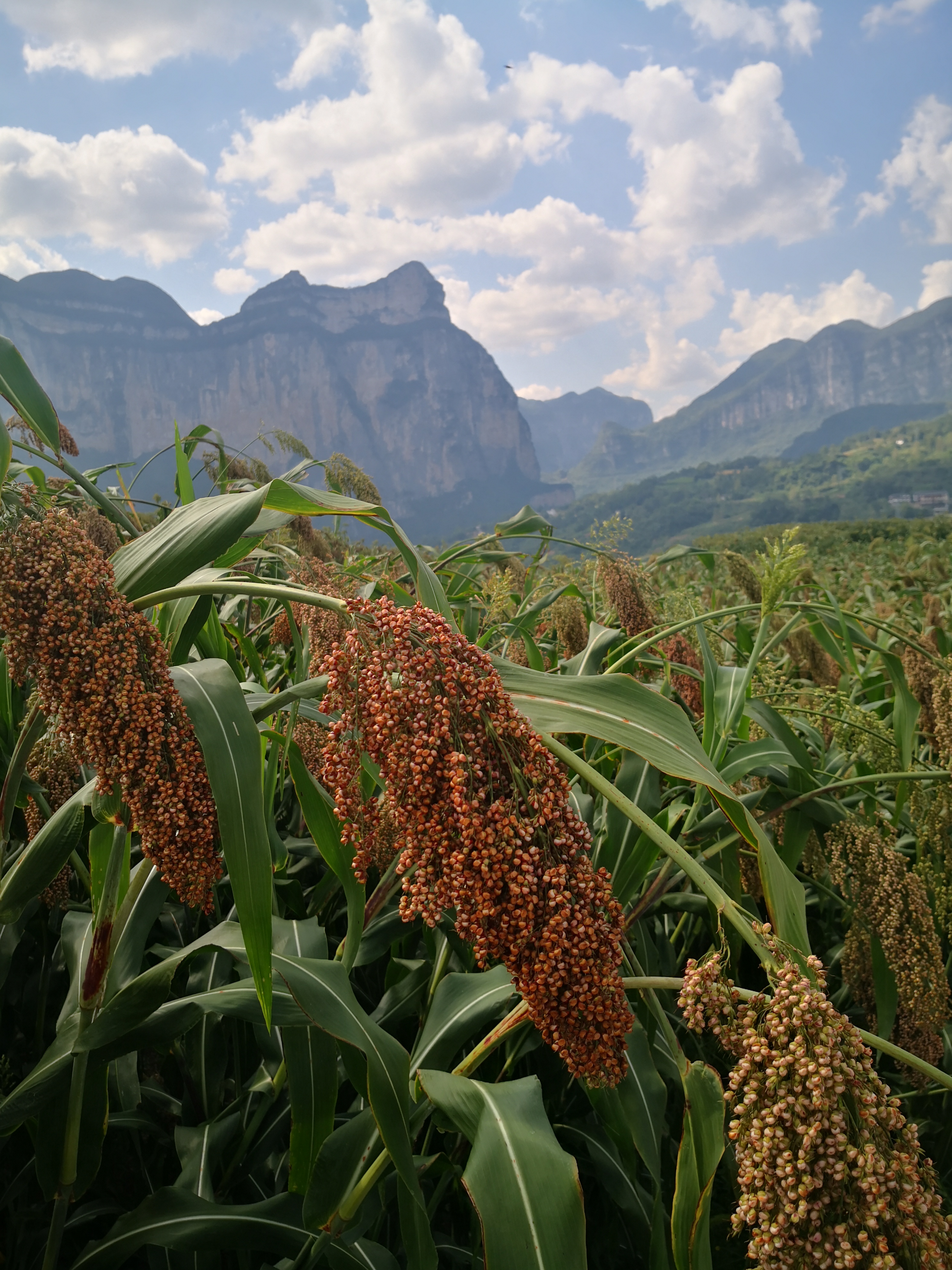 金秋恩施大清江鱼儿歌兮舞兮,庆恩施大峡谷高粱美兮香兮,迎四海游龙