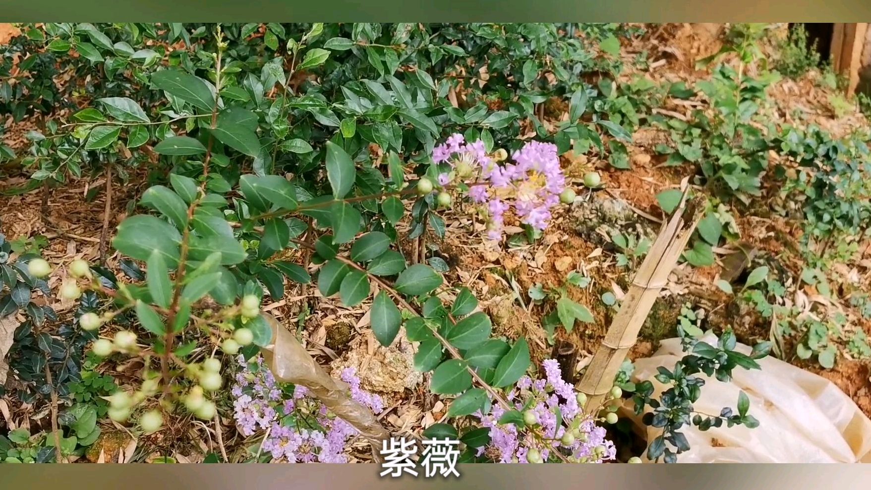 紫薇怎么会叫百日红或满堂红呢?我这边的开的全部是紫花