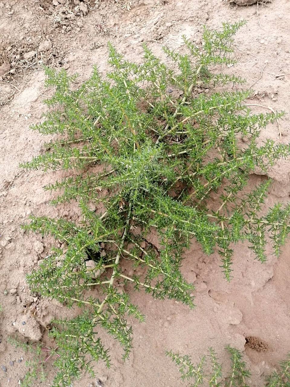 蓬蓬草烧成植物灰(碱性).然后加水融化,澄清.