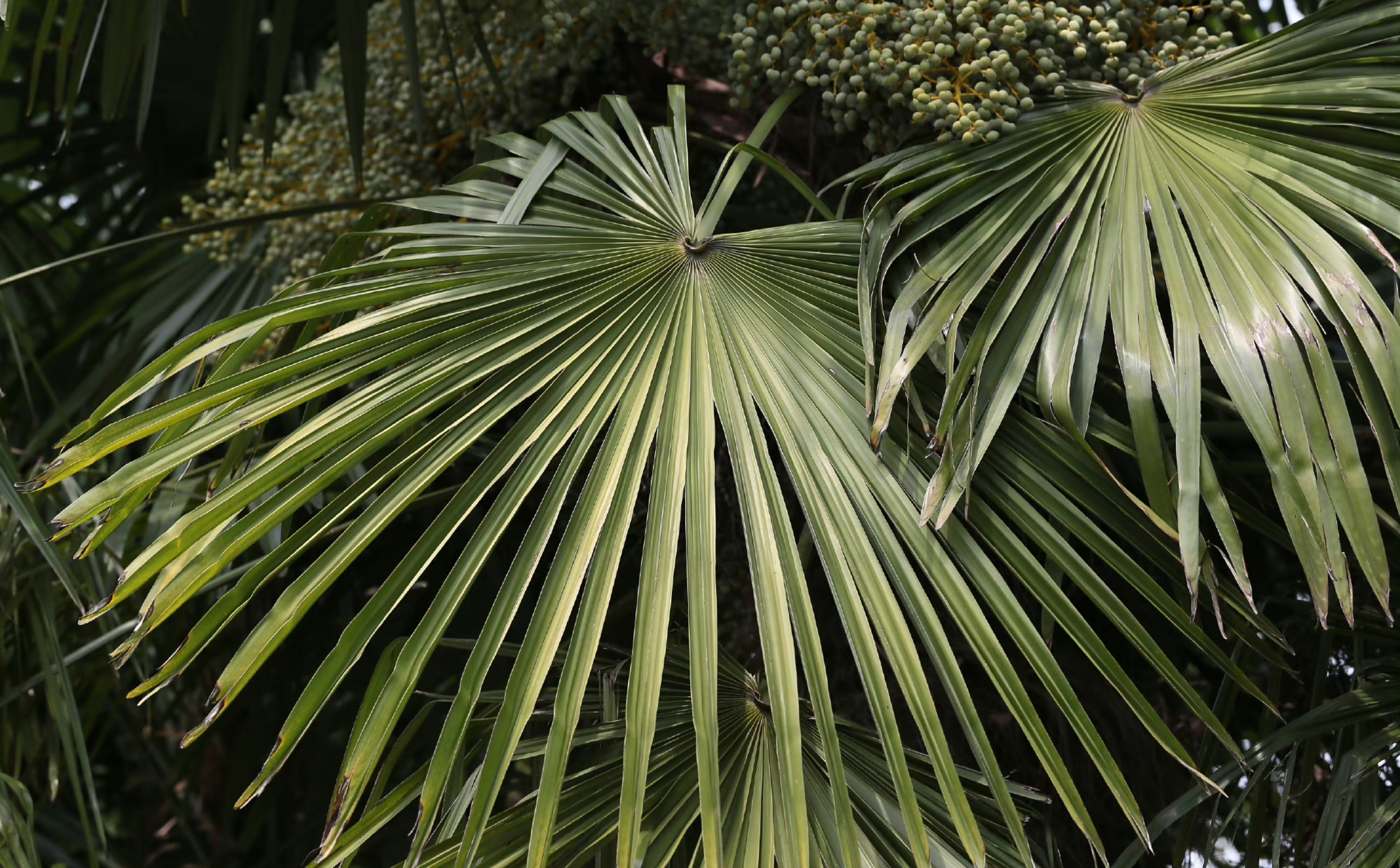 【棕榈】(果实)trachycarpus fortunei,棕榈科棕榈属.