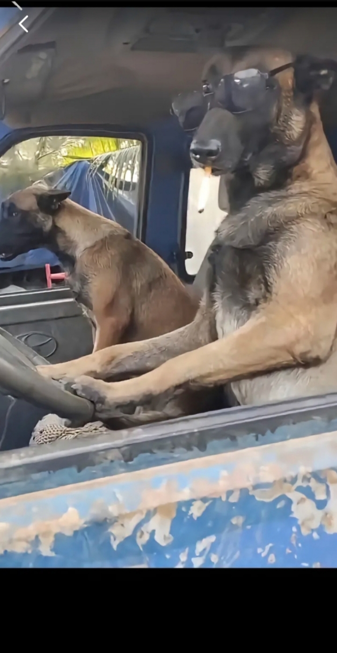 狗大哥开货车拉沙去了