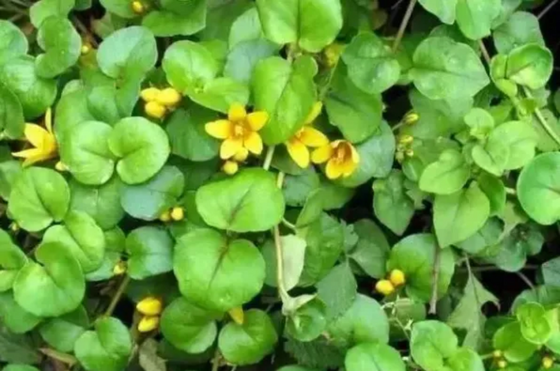 老人叫它"碎石草",可分解"石块",农村山下就有,2023年十分珍贵了!