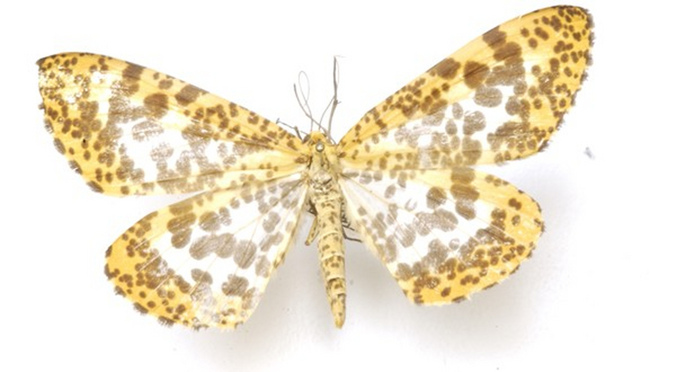 动态创作月泛知识# 巨豹纹尺蛾 巨豹纹尺蛾体型较大,翼展可达7~8烂鬃