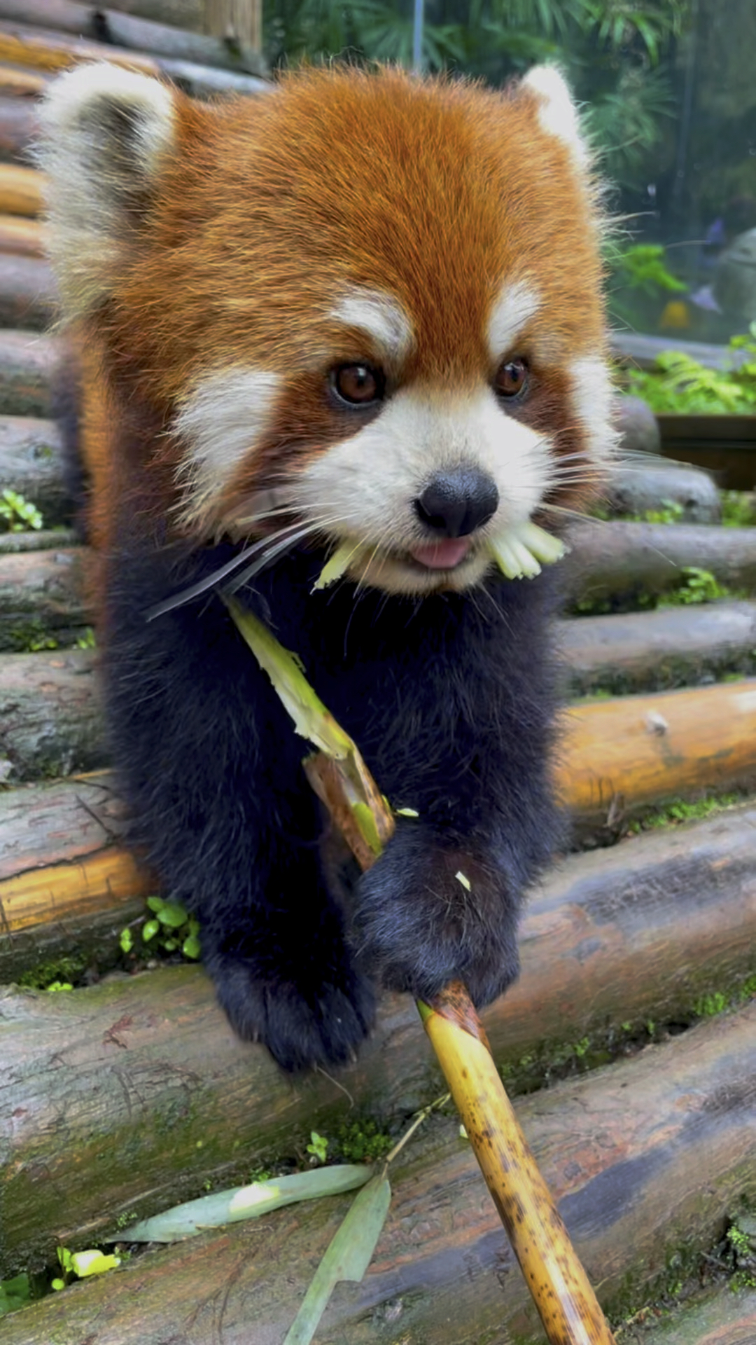 它好像知道自己很可爱#动物园实拍视频 #谁懂啊真的好可爱 #这也太