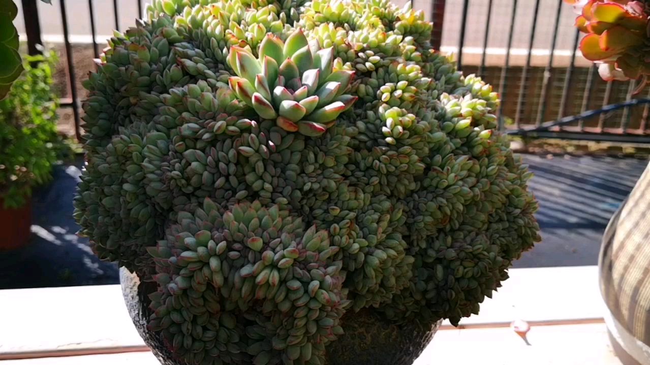 一堆叶片里藏着一朵花,造型有趣的勇敢缀化!