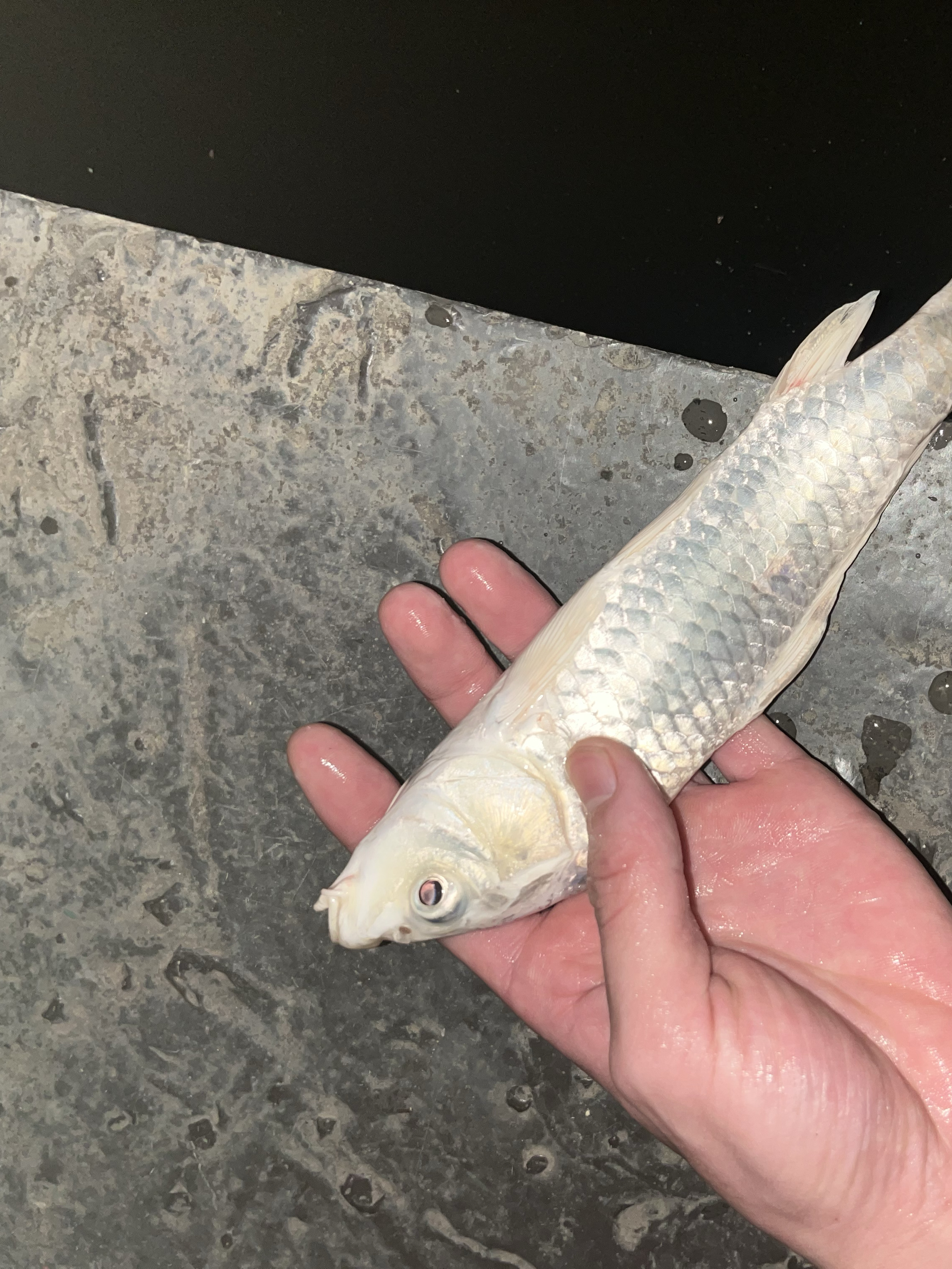 白色的鳄鱼大家都知道吧 那知道白色的草鱼吗 难得一遇-度小视