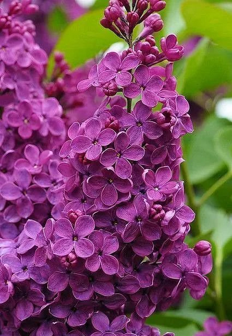 丁香花几月份开花图片