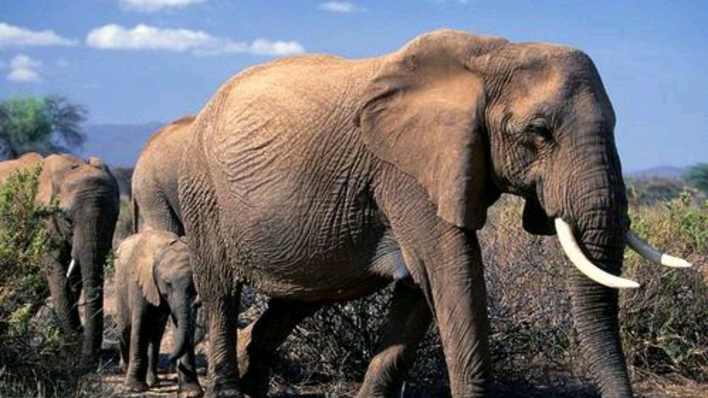 世界上最大的一只大象图片