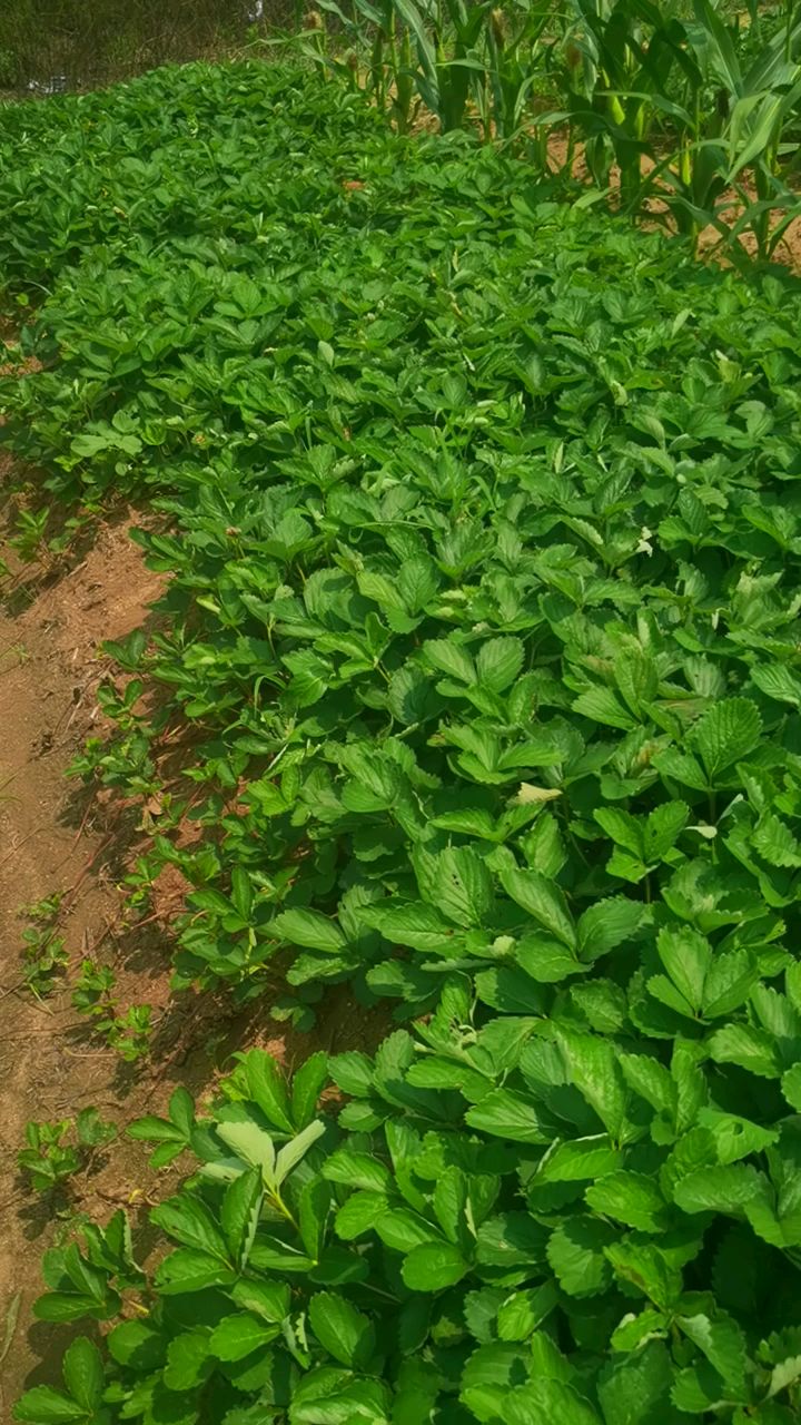 早熟草莓苗王者品种香野草莓苗