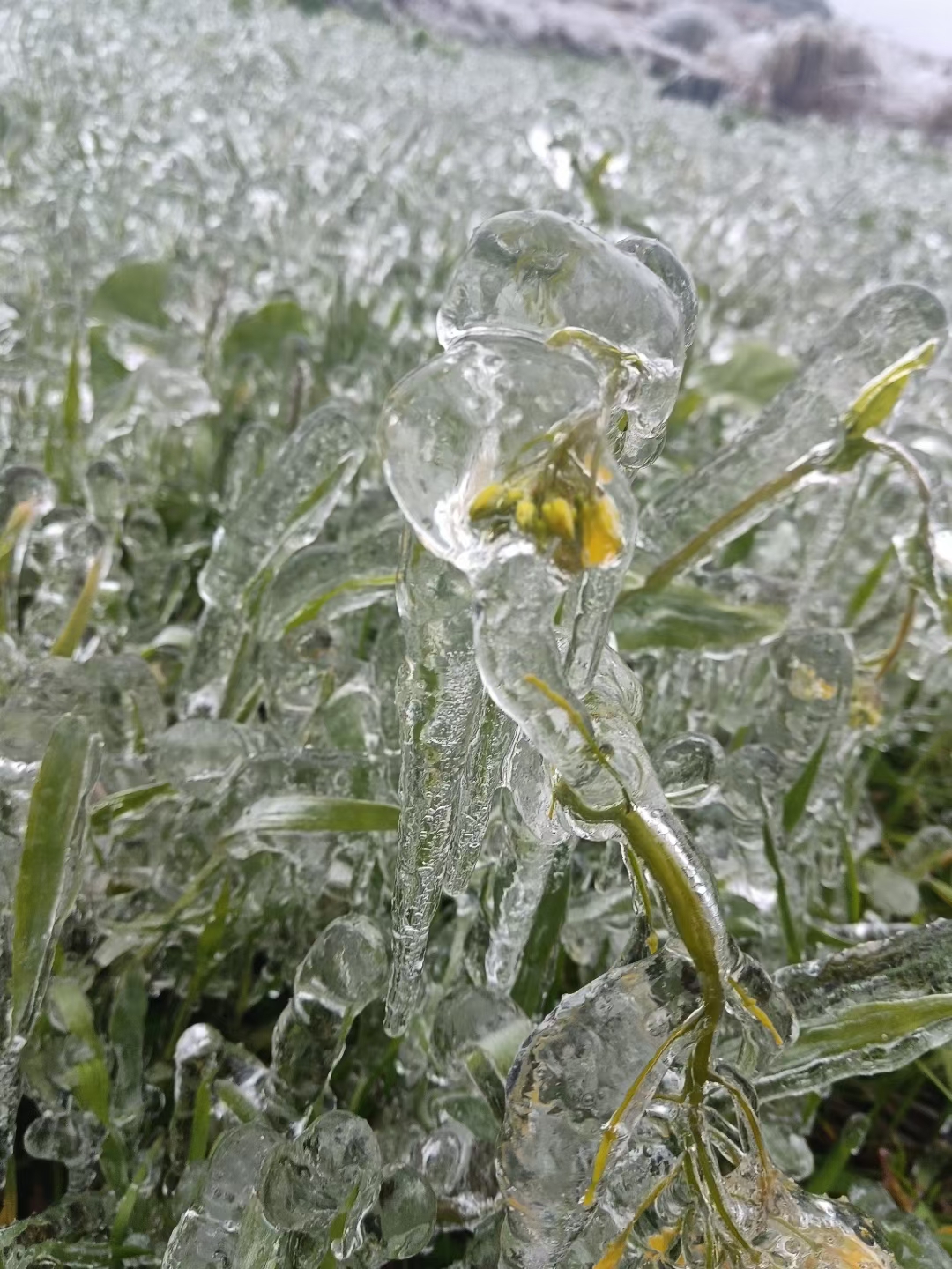 广东雪灾图片