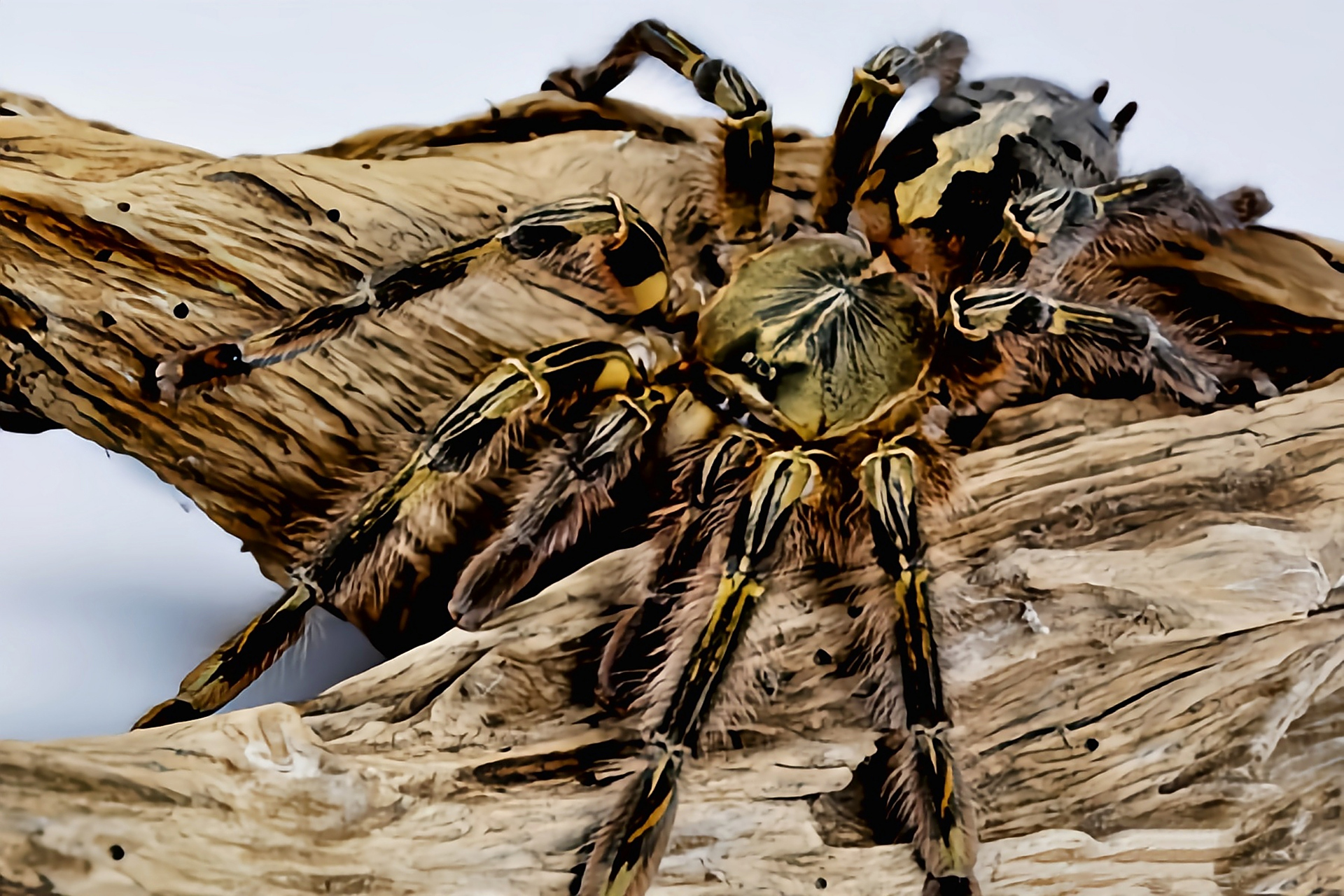 每天认识一种昆虫——石板红华丽雨林蛛 石板红华丽雨林蛛,原产于亚洲