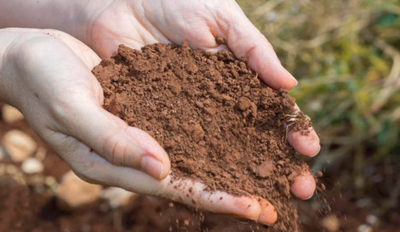 茉莉花喜欢酸性土壤还是碱性土壤