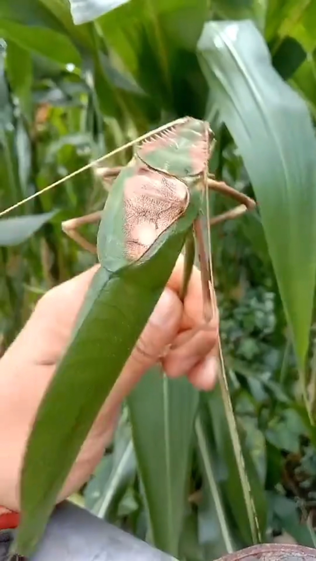 大虫子最大图片