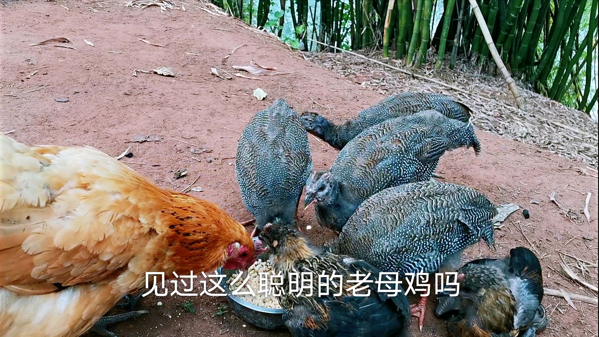 农村奇葩事真多!母鸡打着带小鸡的幌子想吃好的,珍珠鸡越长越丑