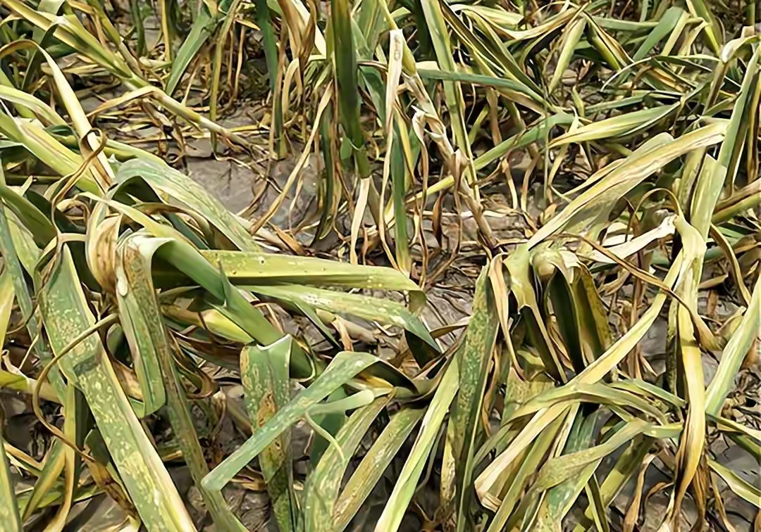 氟环唑能治大蒜叶枯病吗?教你一个"小妙招"解决"闹心事"