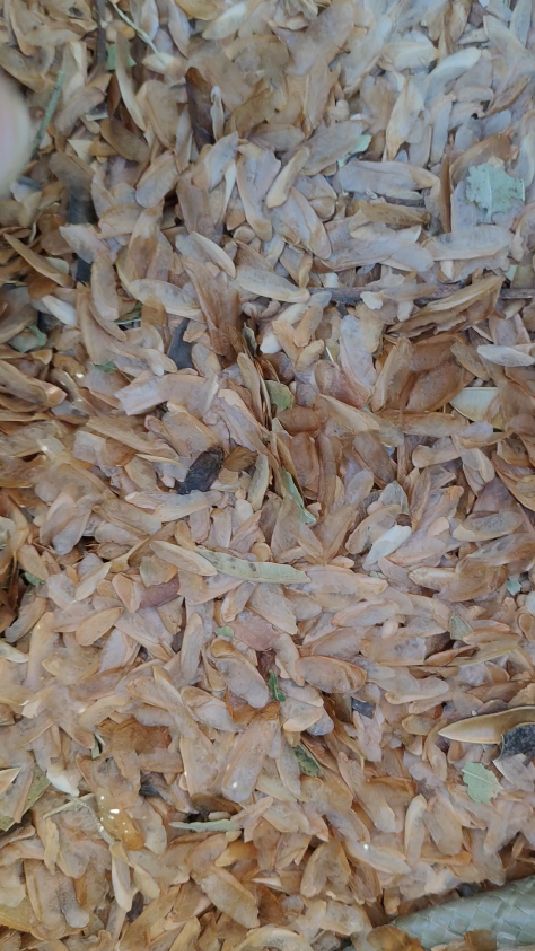 红油香椿种子当年新种子出芽率高