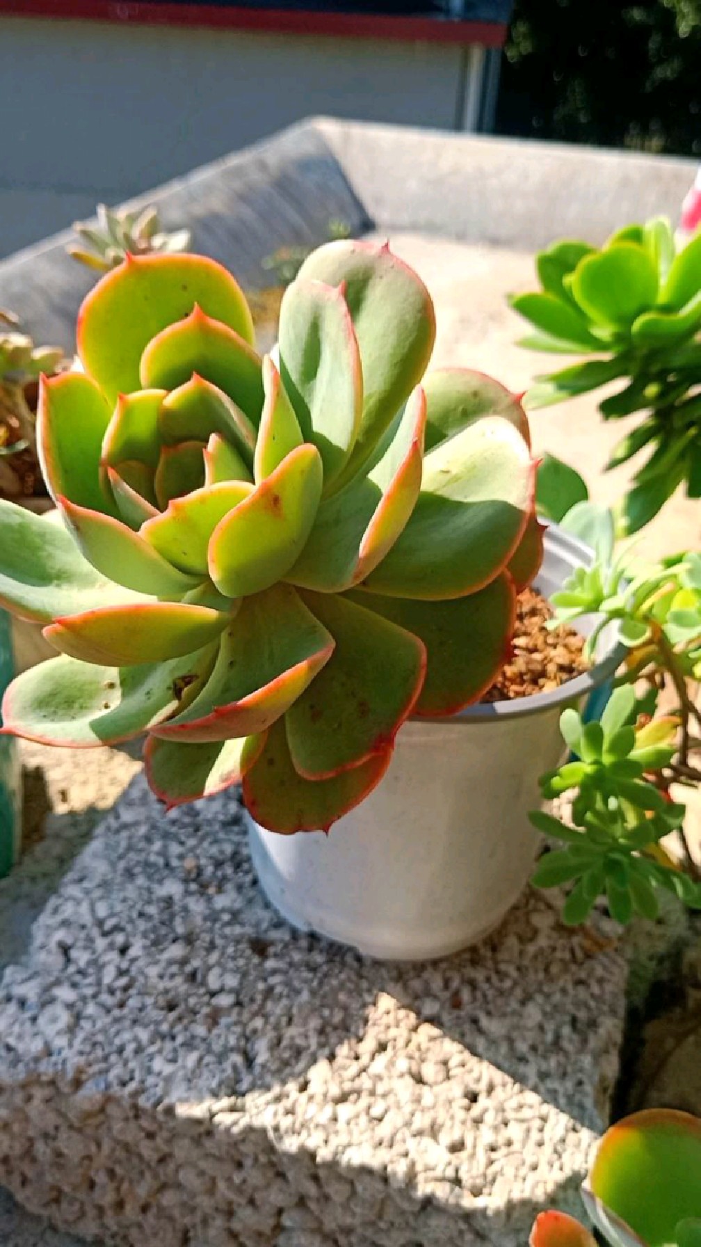 多肉白雪这个品种真的非常漂亮,可惜了就是不爆崽