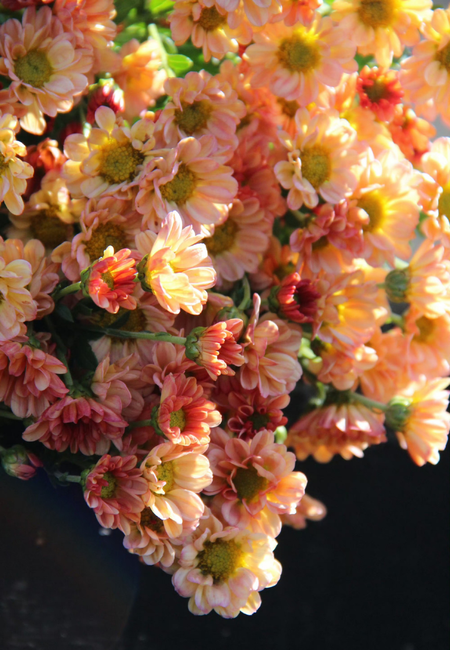 菊花# 切花香槟,这款深深浅浅的颜色拍出来就特别好看,华丽丽的色 ..