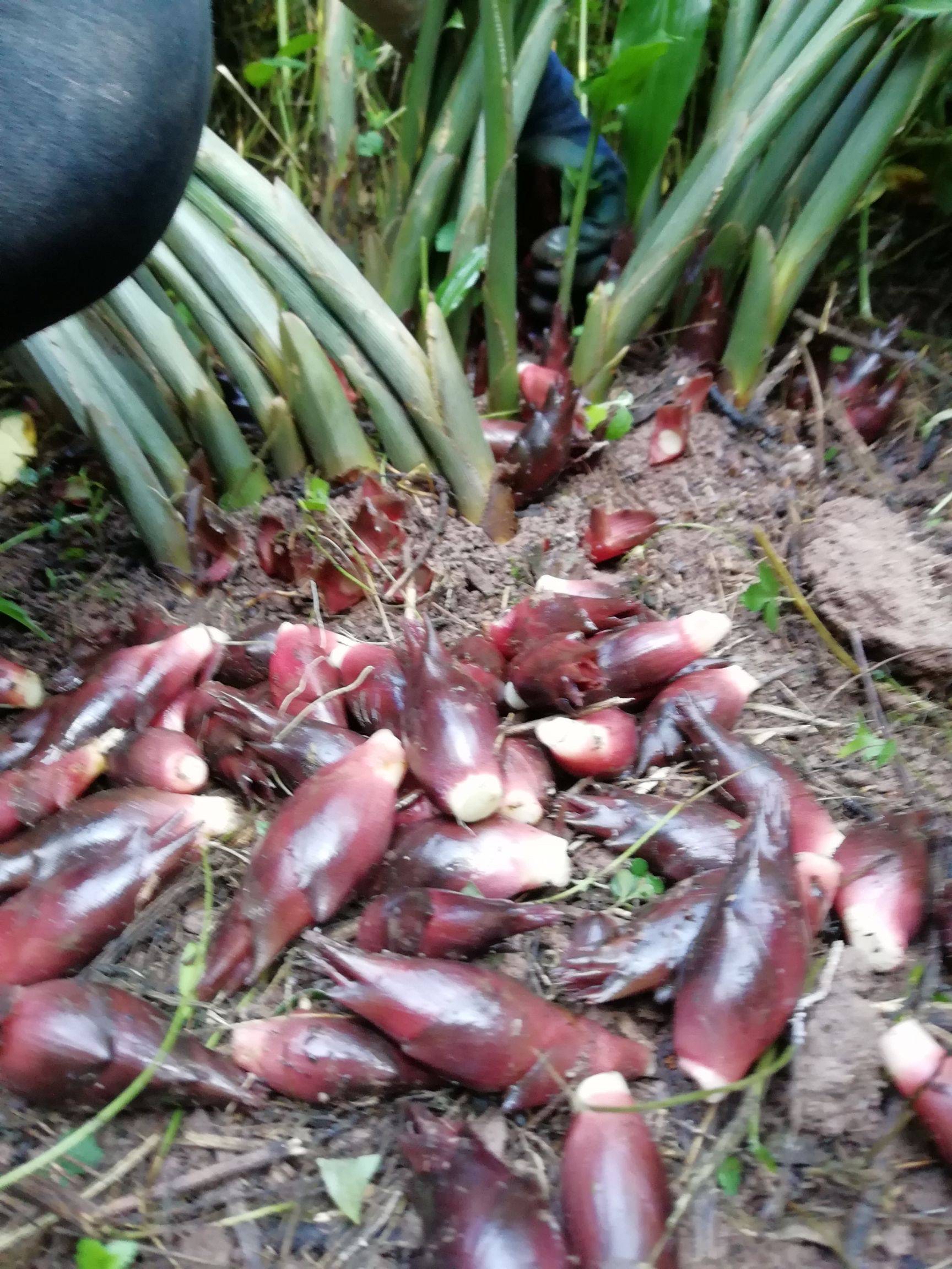 网上看很多美食主播吃的山珍阳荷,原来是这种味道