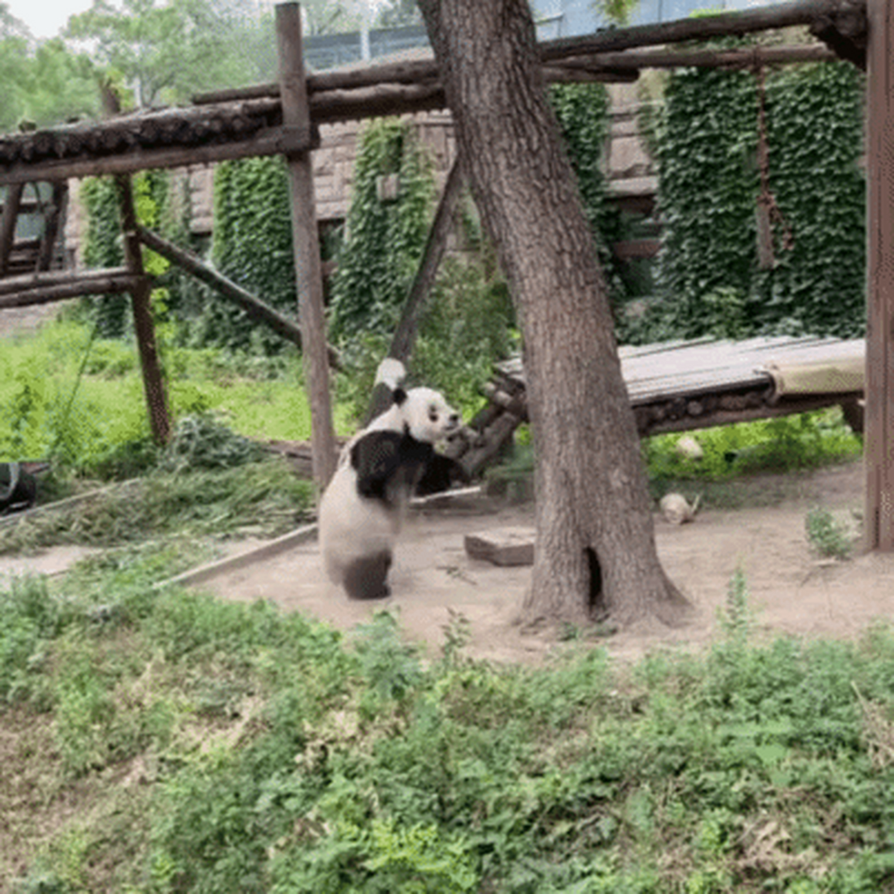 西直门二太子萌二太酷了,什么时候练了轻功?