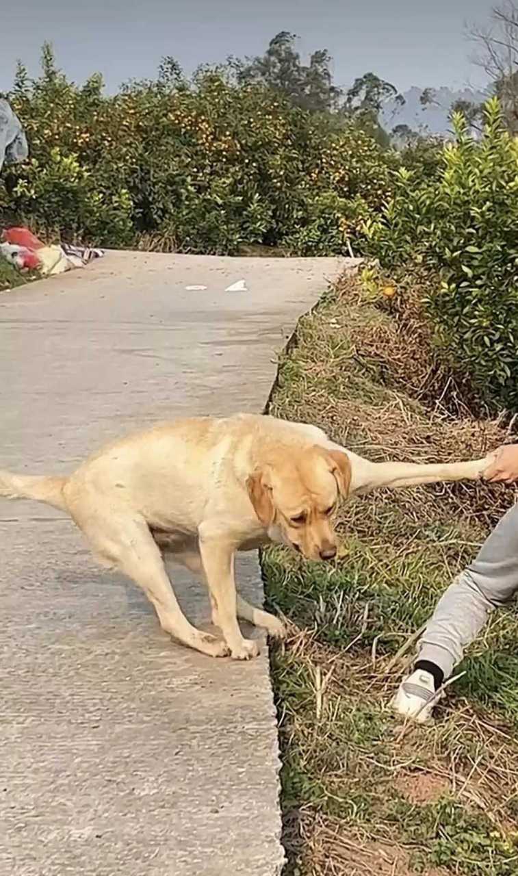 狗子:怀疑狗生
