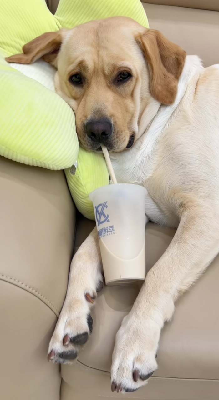 这样的狗狗真幸福,躺着都能喝上奶茶!可见主人一定善良讲究!