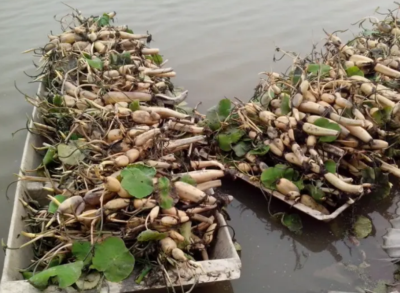 荷花根是不是藕