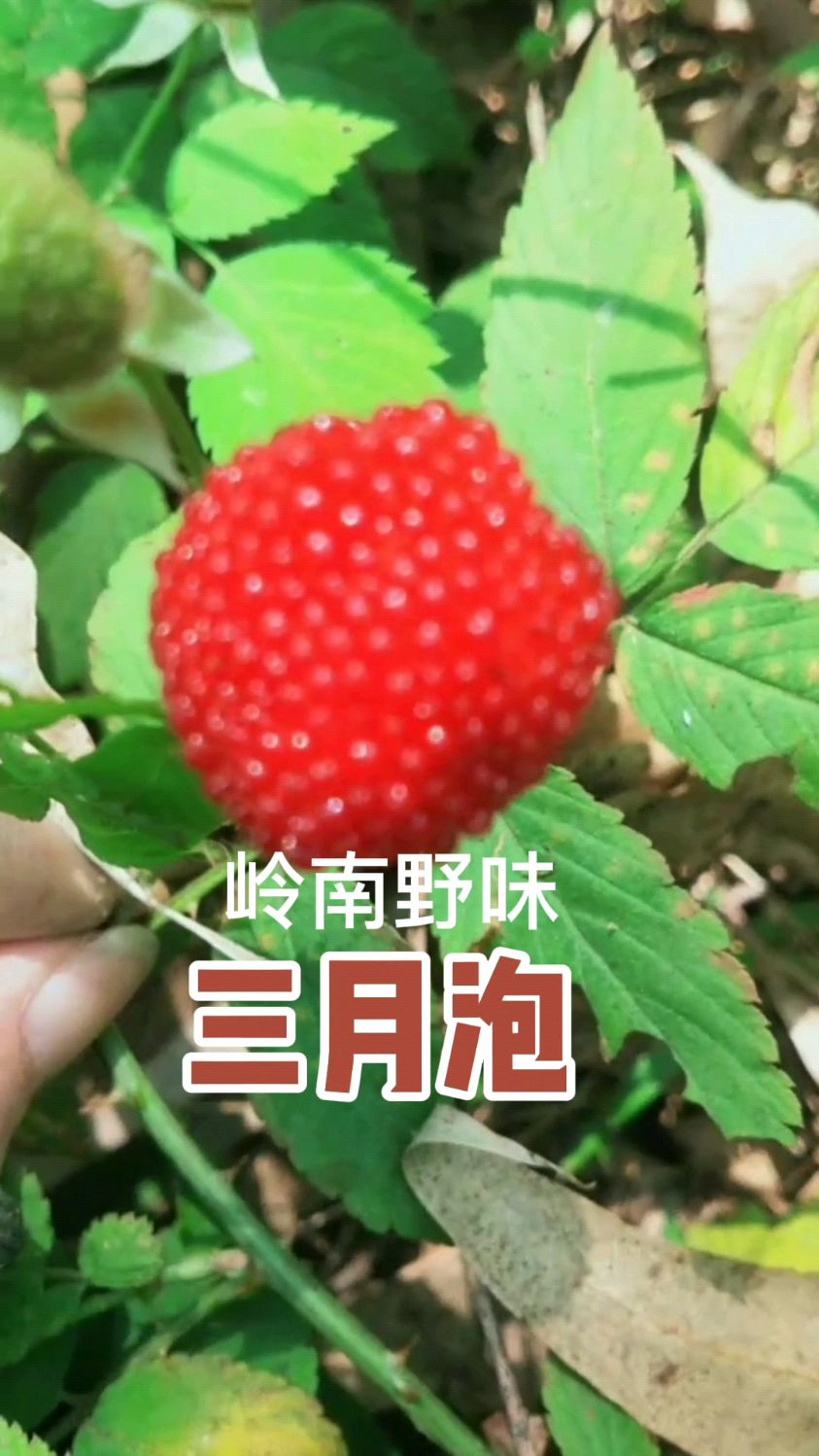 清明时节又到了广西博白野生三月泡成熟季节儿时回忆中美味