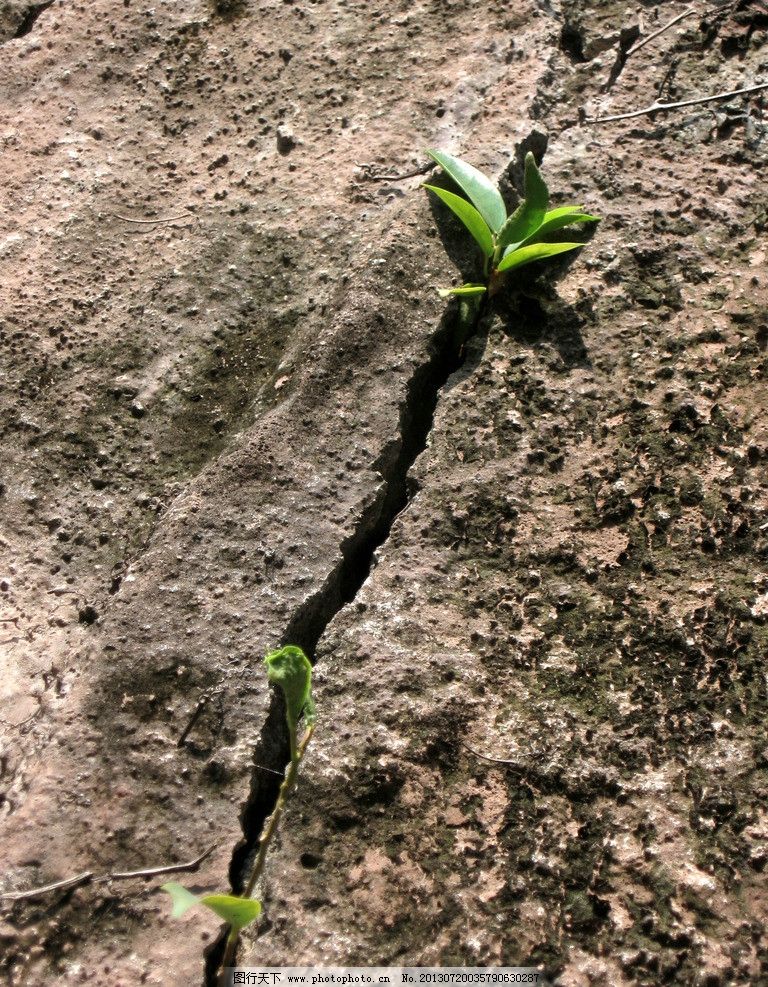 《夹缝中求生存》
