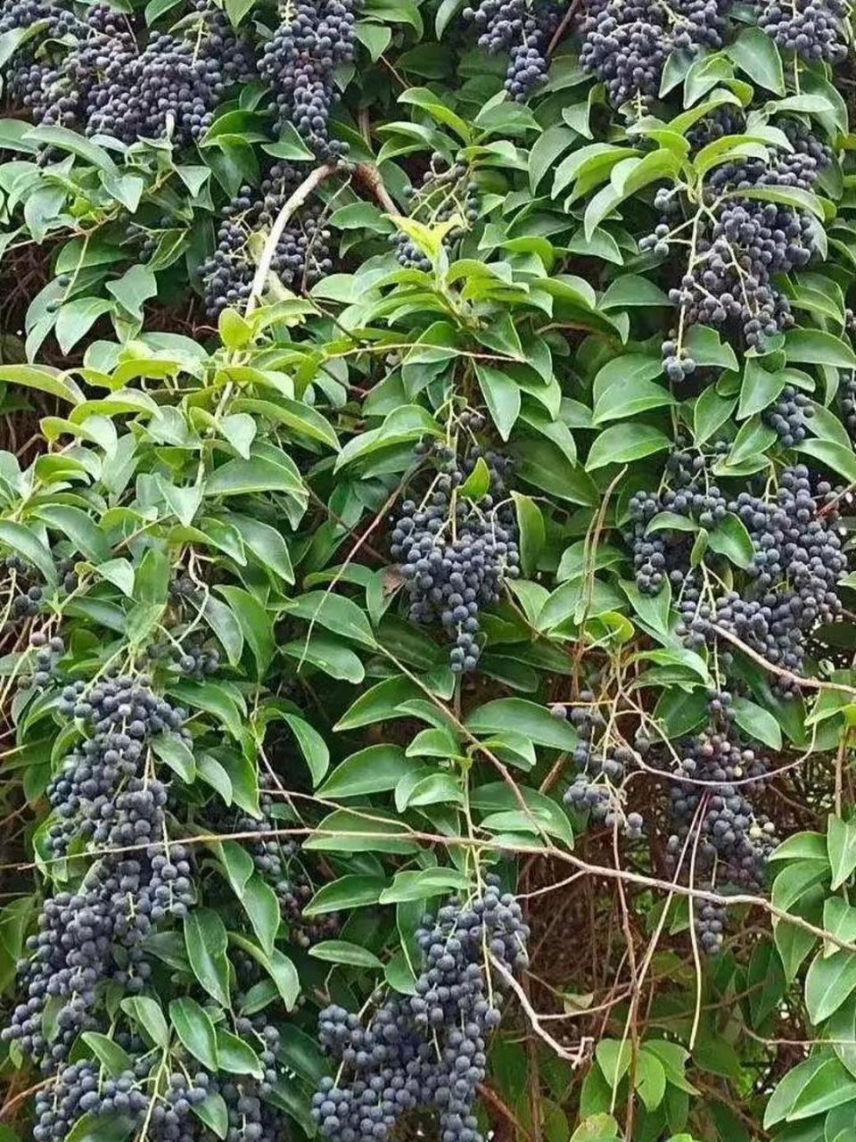 这是野葡萄吧,看着很好吃,能吃吗?