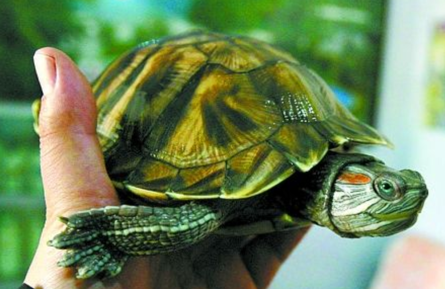 巴西龟开心时有哪些表现?