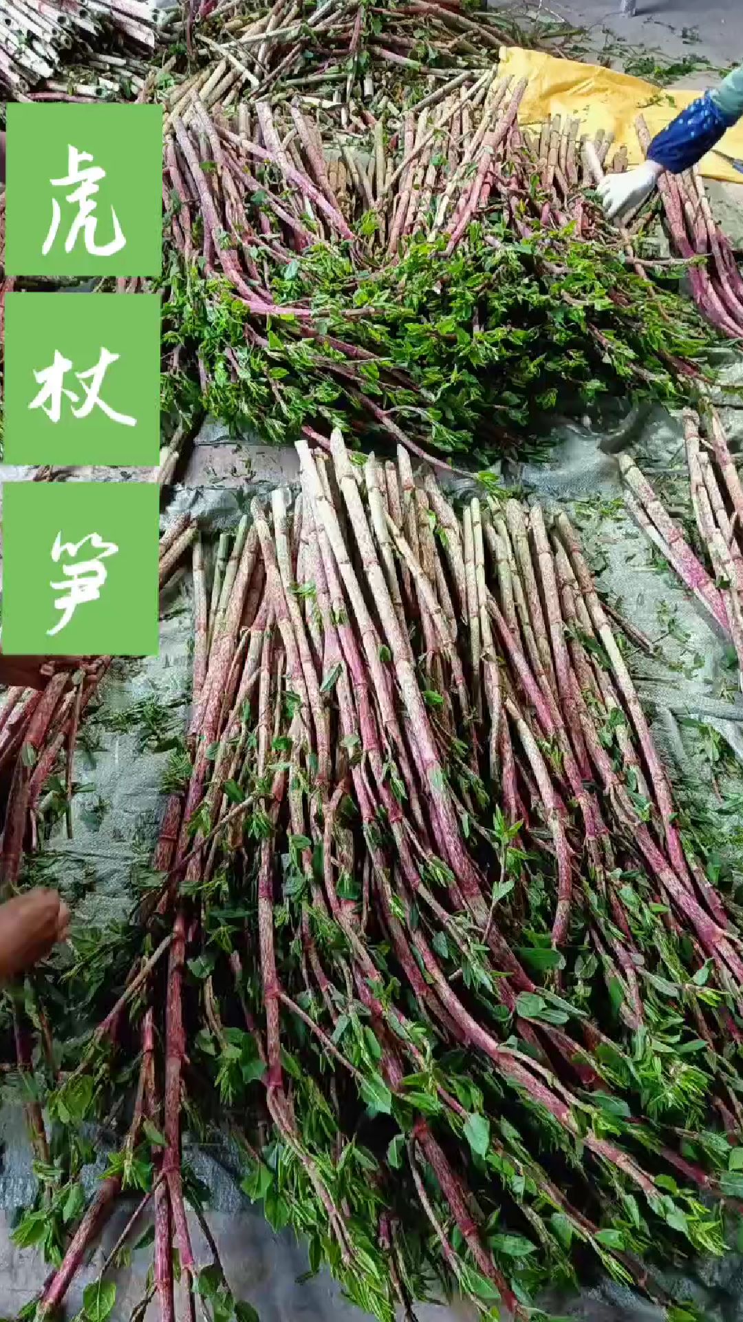 虎杖笋酸筒杆利川虎杖