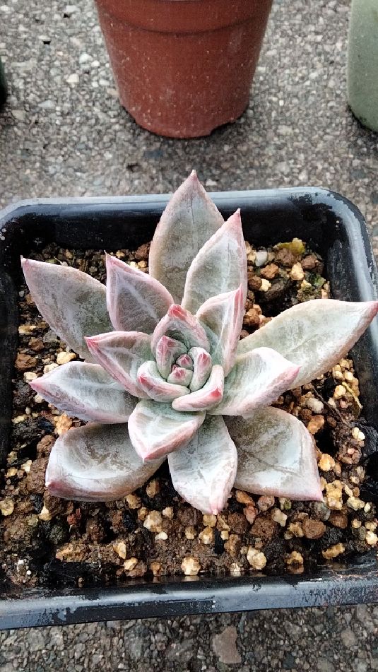 漂亮的多肉野卡楼顶露养看去超级的养心我一天看好几次