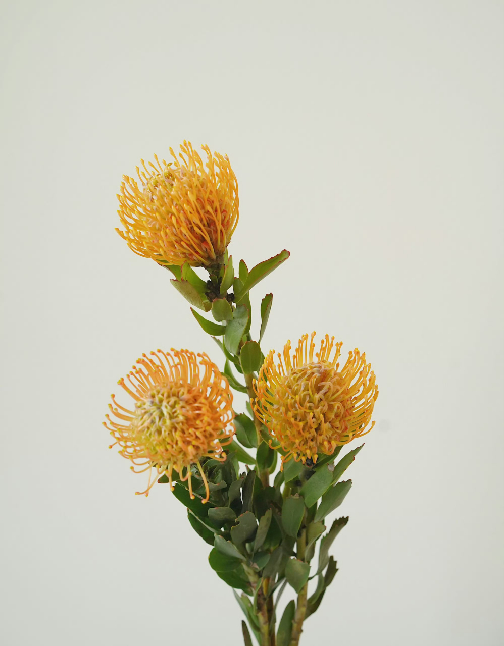 分享  一些特别的花材分享给大家78 16615来自南非进口的帝王花