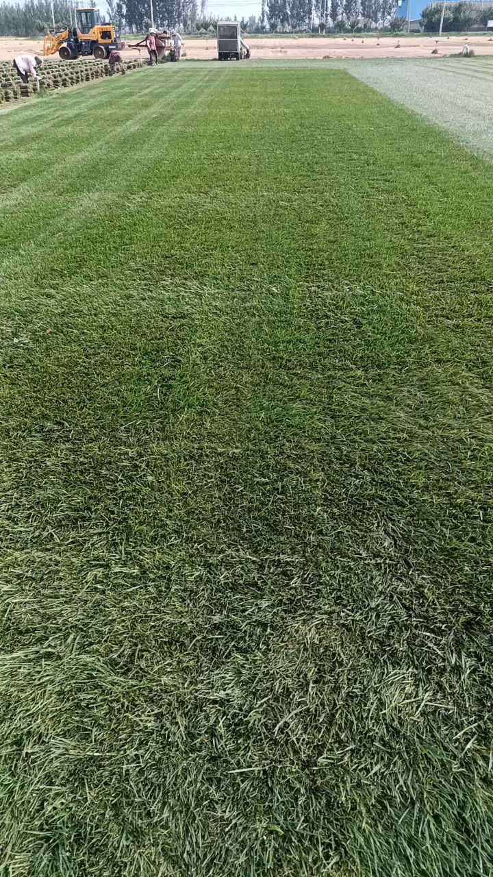四季青混播草坪供应早熟禾草坪价格