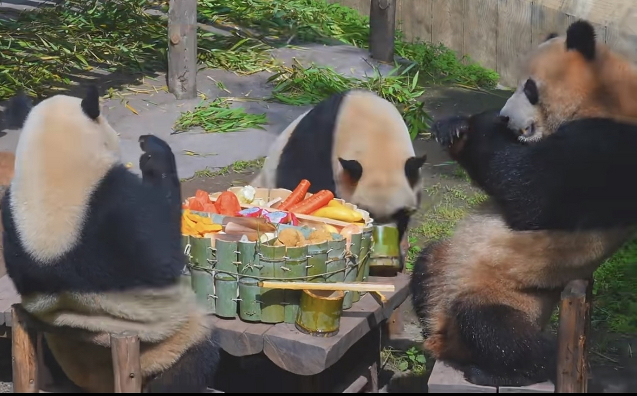 四只熊猫煞有介事地围坐在一起,还真有点聚餐的样子,谁说熊猫是独居