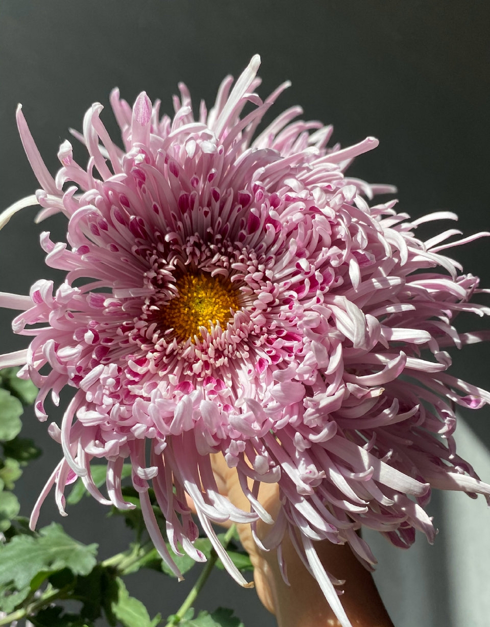 另一盆灰鹤展翅. #菊花