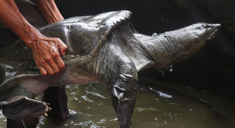 百年巨鳖被活捉:长75厘米,重46斤,难道这是来自自然界的警钟?