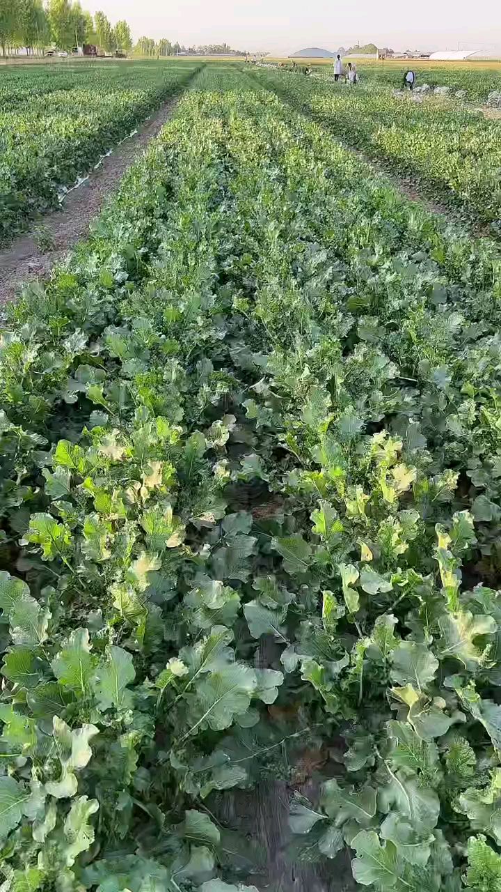 萝卜种植方法和播种时间水果萝卜三农