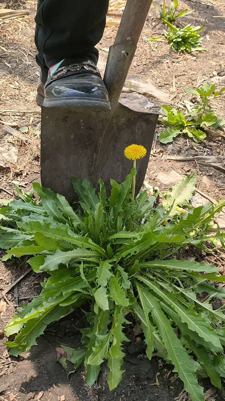 东北大婆婆丁!一棵够吃一顿了!