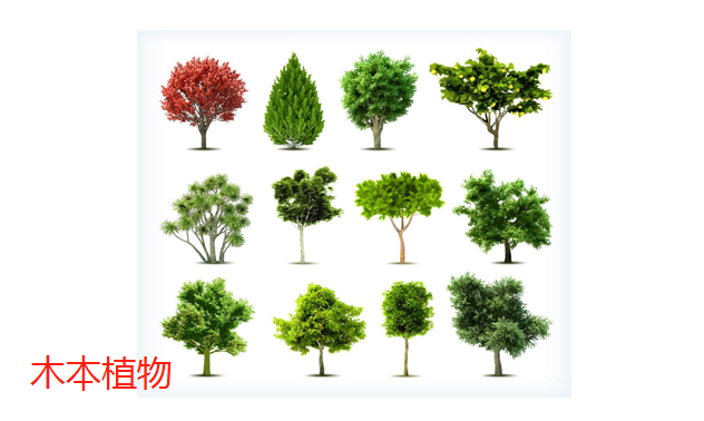 什么是草本植物什么是木本植物