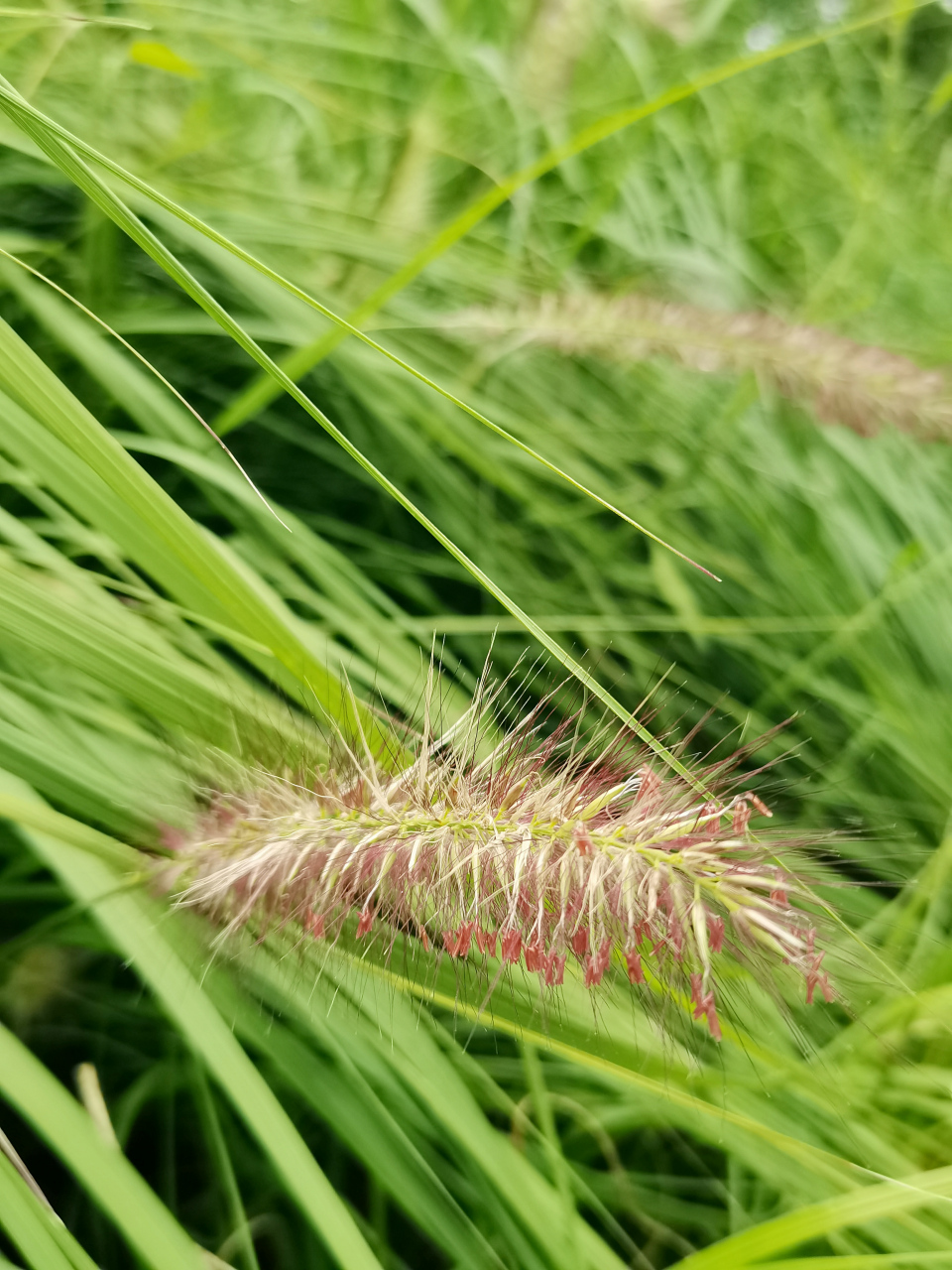 野火烧不尽 春风吹又生——狼尾草  禾本科狼尾草属多年生植物,病虫害