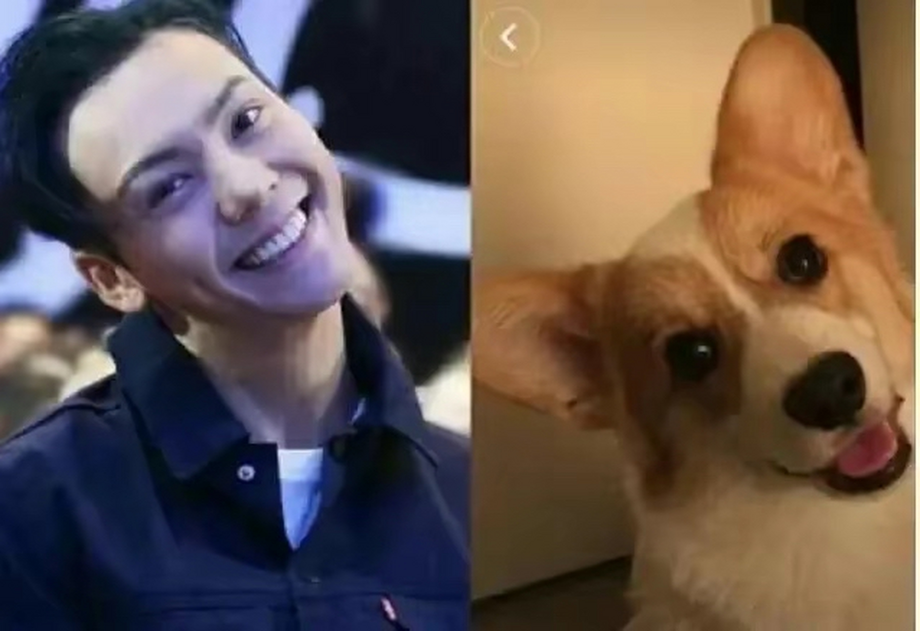 关于明星撞脸动物#易烊千玺# #肖战# #陈伟霆