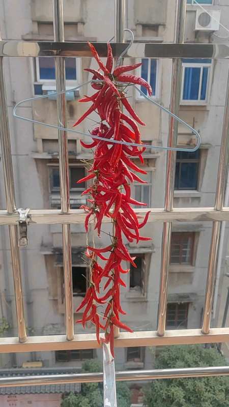 南昌的10月,阳台挂一串红辣椒外面晒,真是红红火火!-度小视