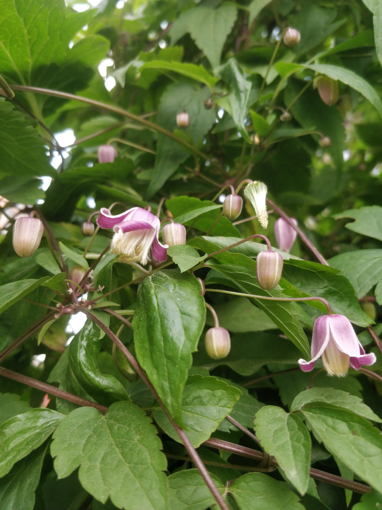 毛蕊鐵線蓮,花苞像彩色