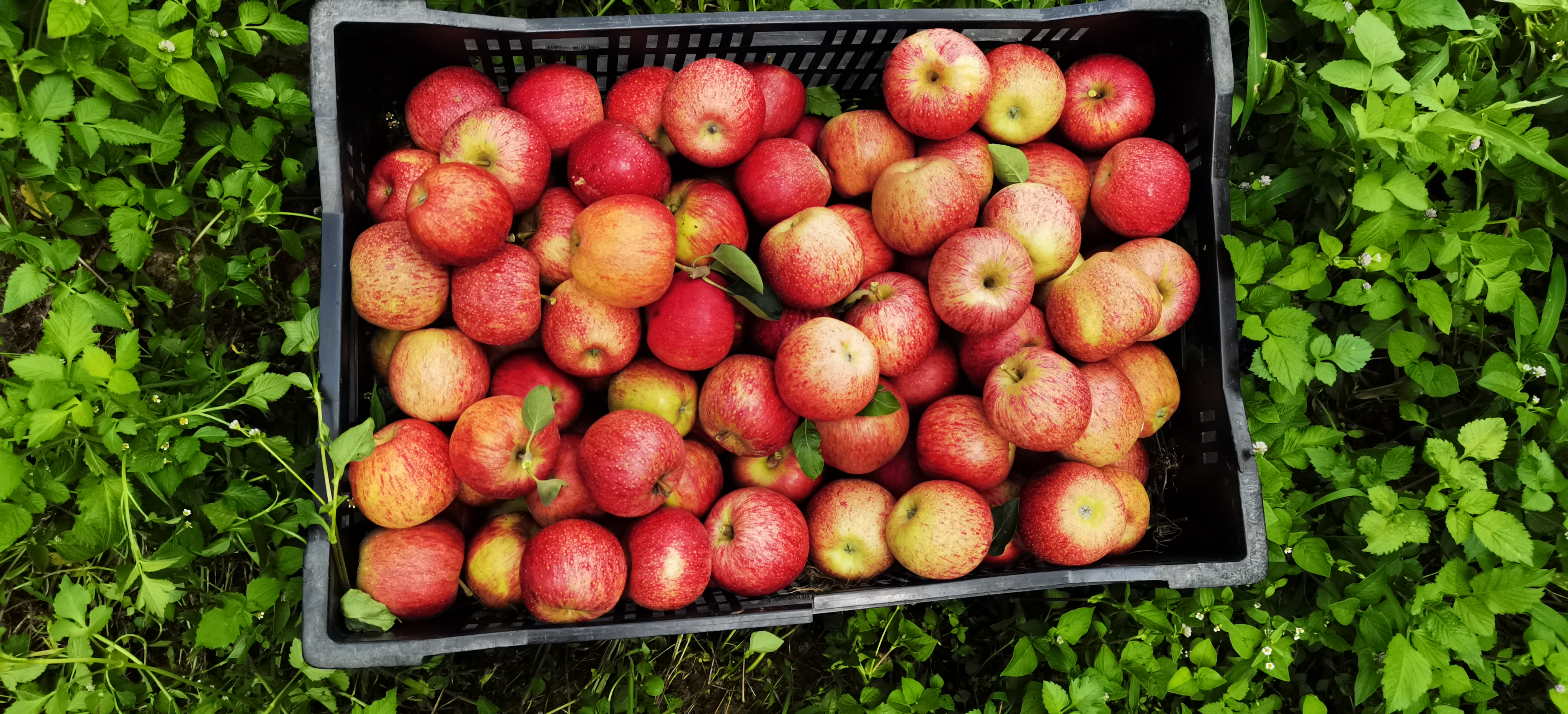 云南高原苹果,纯绿色有机肥培育又脆又甜,太好吃了