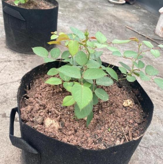 蚯蚓时间长了就搬家,花盆里的蚯蚓呆不长久的