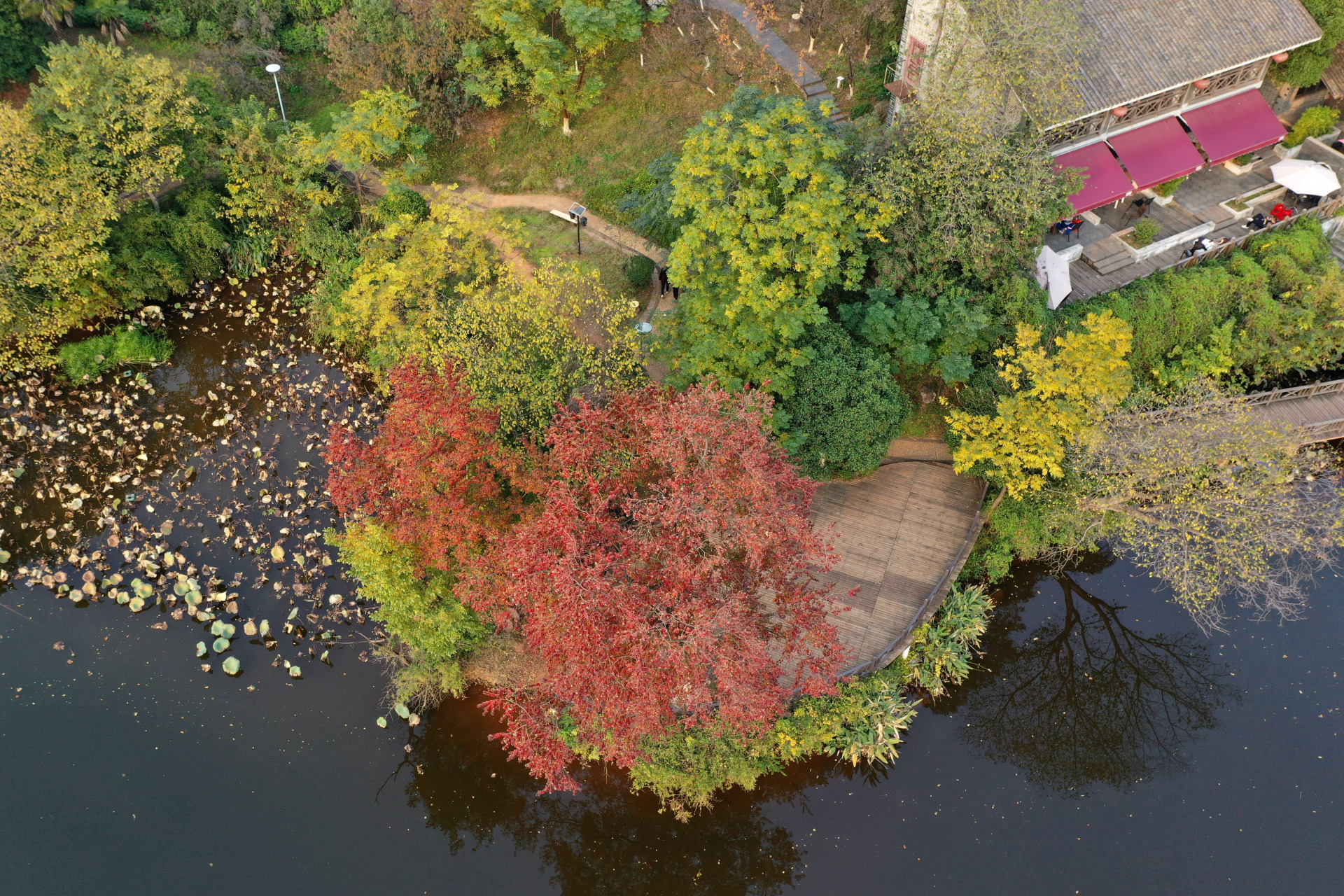 深秋初冬的衡阳市平湖公园,五彩斑斓,如同画家打翻的调色盘.